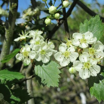 Crataegus crus-galli — flower