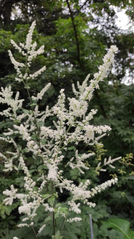 Actaea dahurica