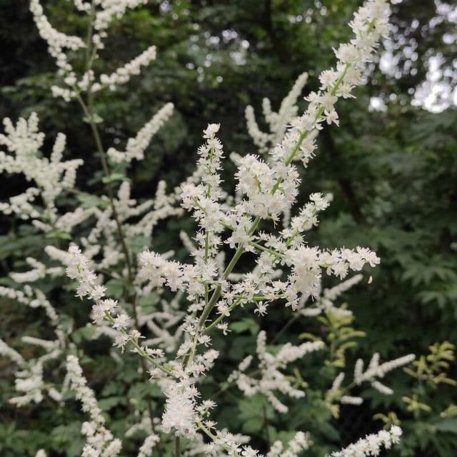 Actaea dahurica