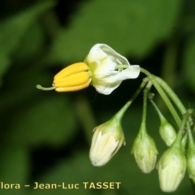 Solanum chacoense — flower