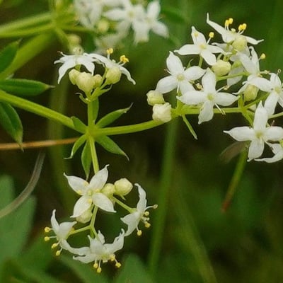 Galium album — flower