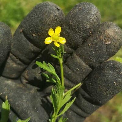 Ranunculus trilobus — flower
