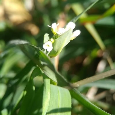 Calepina irregularis — flower