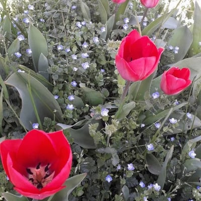 Tulipa gesneriana — flower