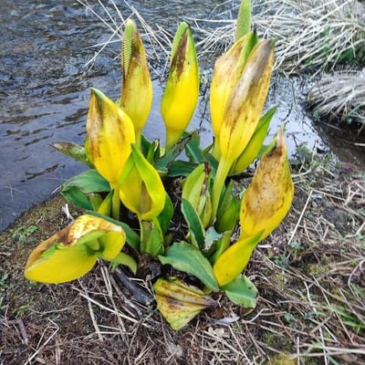 Lysichiton americanus — flower