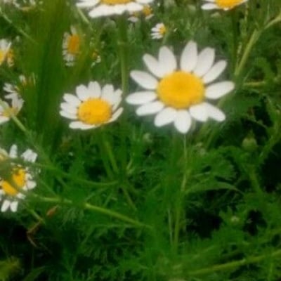 Anthemis cotula — flower