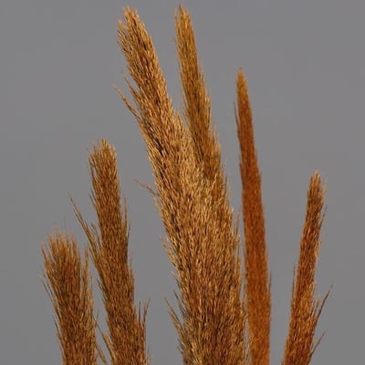 Arundo donax — flower