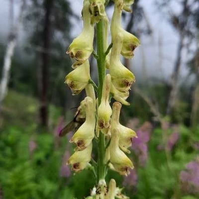 Aconitum vulparia — flower