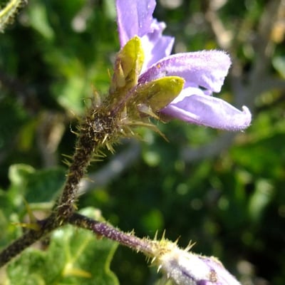 Solanum anguivi — flower