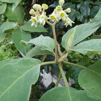 Solanum erianthum — flower