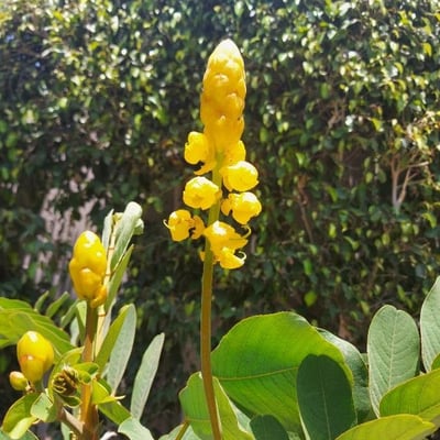 Senna alata — flower