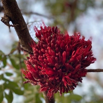 Schotia brachypetala — flower