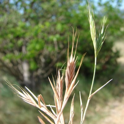 Brachypodium distachyon — flower