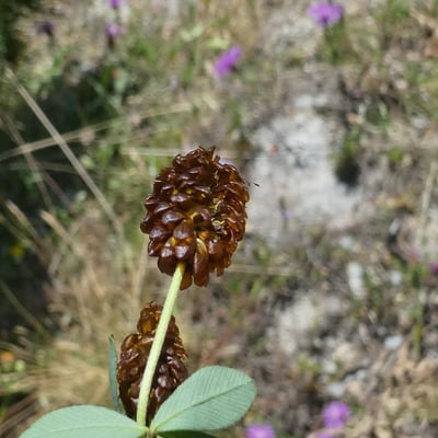 Trifolium spadiceum — flower