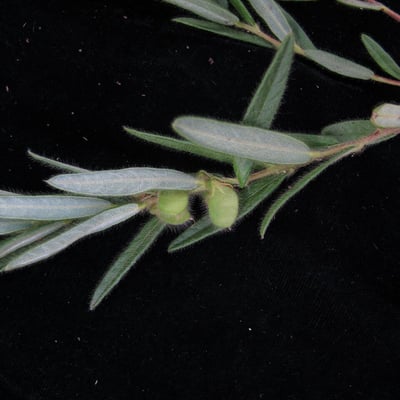 Eriosema chinense — habit