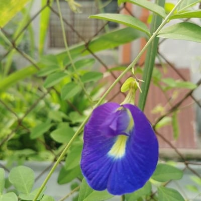 Clitoria ternatea — flower