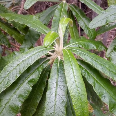 Bedfordia arborescens — leaf