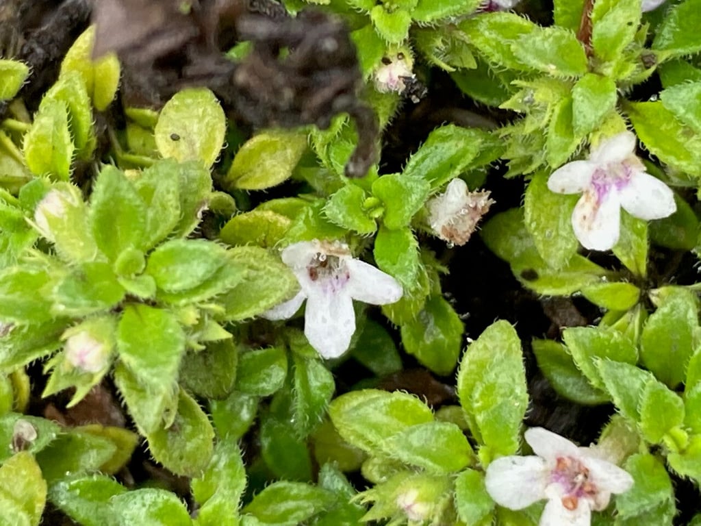Clinopodium nubigenum