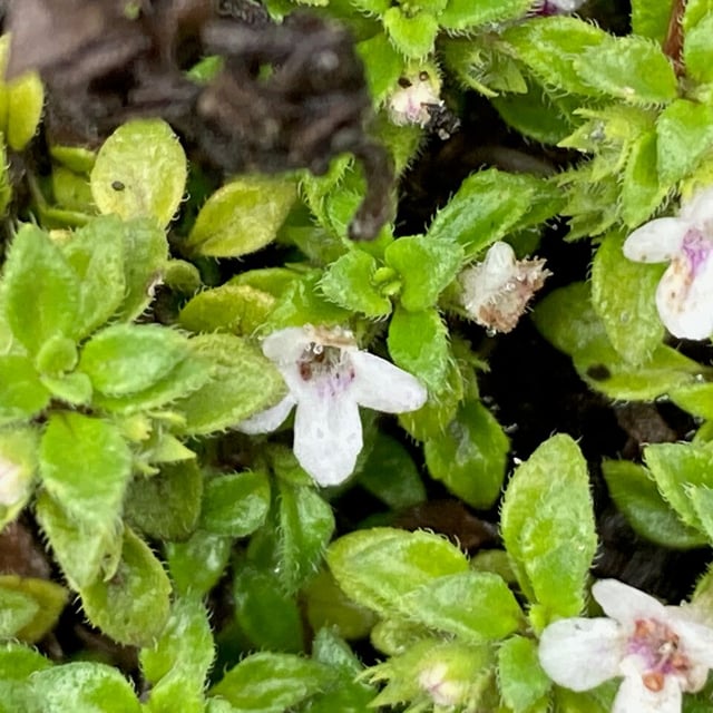Clinopodium nubigenum