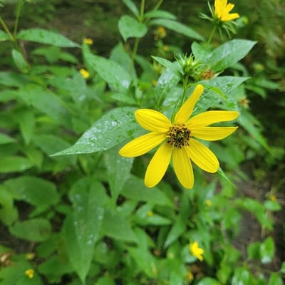 Helianthus divaricatus — flower