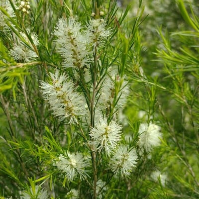 Melaleuca ericifolia — flower