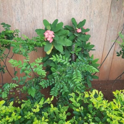 Murraya koenigii — flower