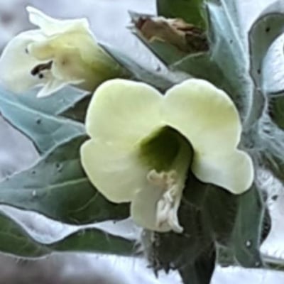 Hyoscyamus albus — flower