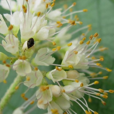 Callicarpa acuminata — flower