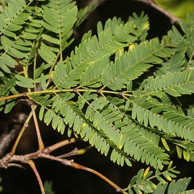 Lysiloma divaricatum — leaf
