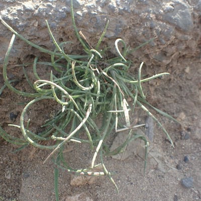 Festuca incurva — habit