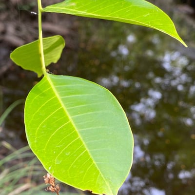 Pterocarpus santalinoides — leaf