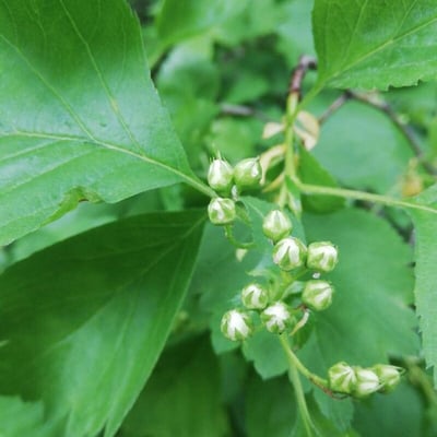 Crataegus douglasii — flower