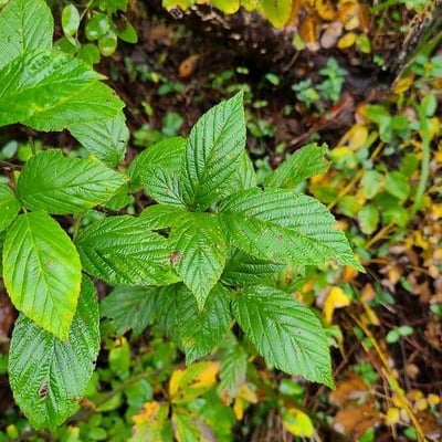 Rubus canadensis — leaf