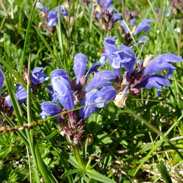 Dracocephalum ruyschiana — flower
