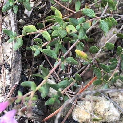 Thymus piperella — leaf