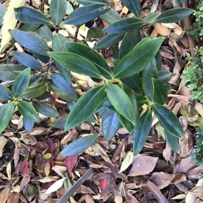 Metrosideros umbellata — leaf