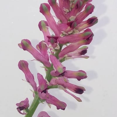 Fumaria densiflora — flower