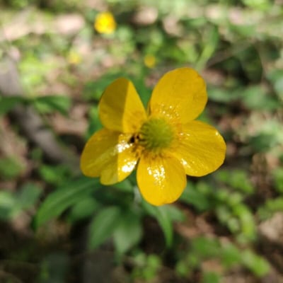 Ranunculus cassubicus — flower