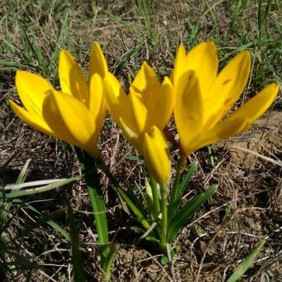 Sternbergia lutea — flower
