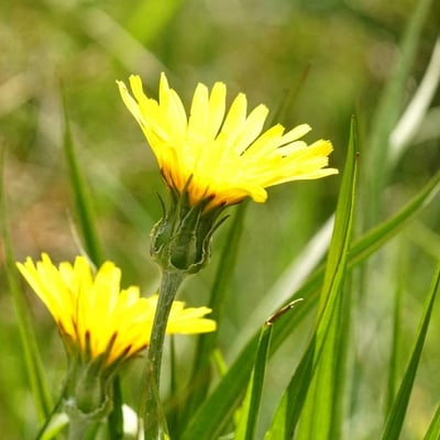 Crepis albida — flower