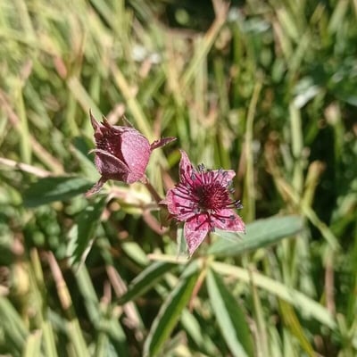 Comarum palustre — flower