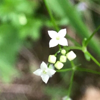 Galium rotundifolium — flower