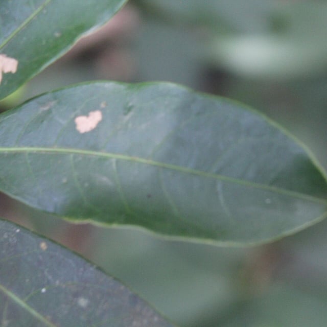 Faramea occidentalis — leaf