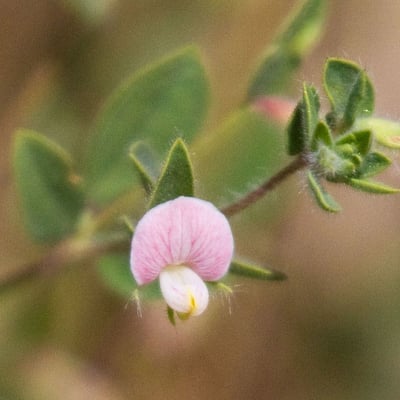 Acmispon americanus — flower