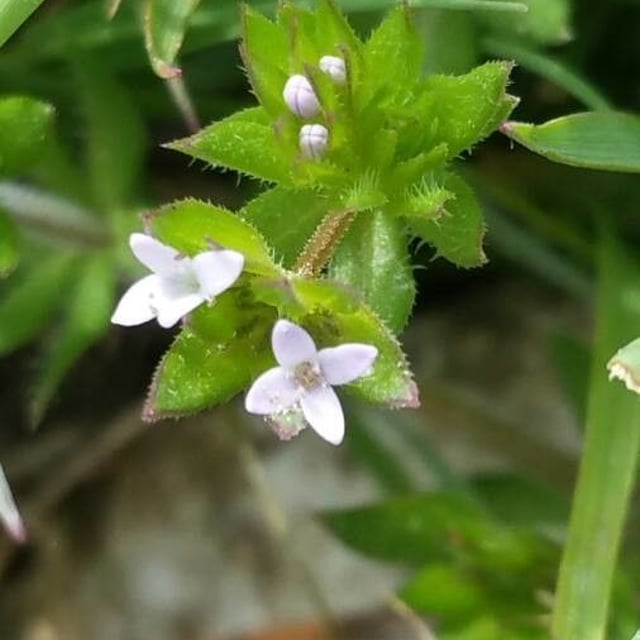 Sherardia arvensis — flower