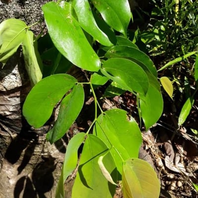 Hymenaea courbaril — leaf