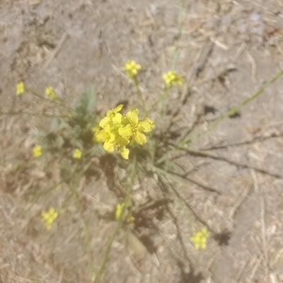 Hirschfeldia incana — flower