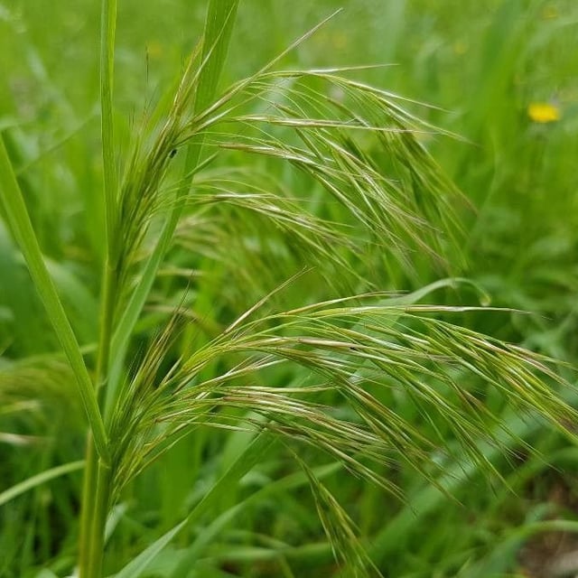 Bromus tectorum — flower