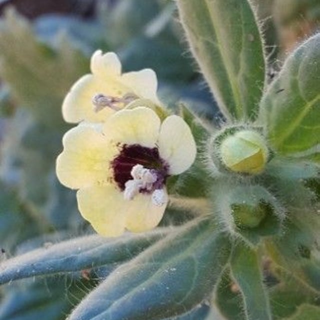 Hyoscyamus albus — flower