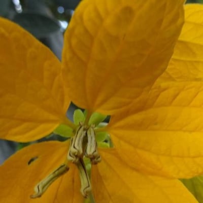Senna macranthera — flower